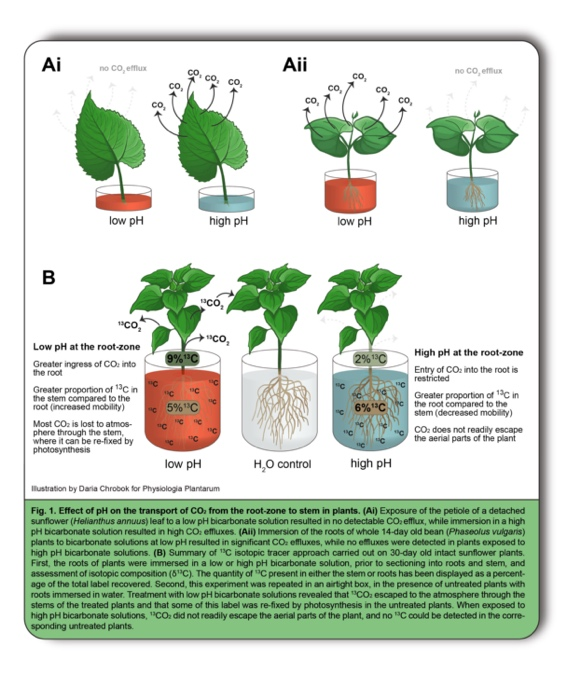 Illustration from Daria depicting the effect of the pH value on the CO2 transport in plants.